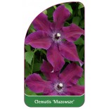 clematis-mazowsze-0