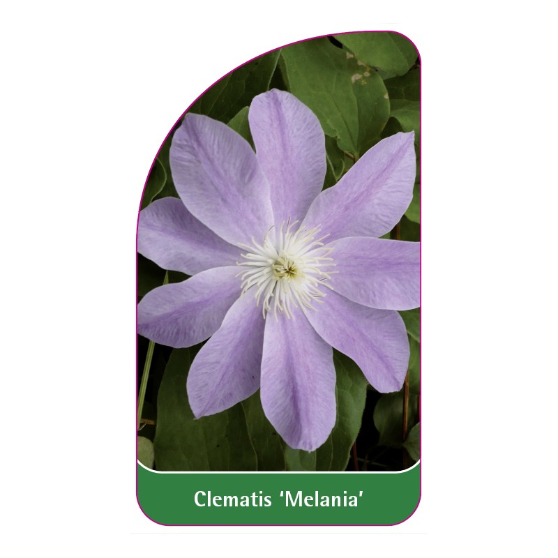 clematis-melania-0