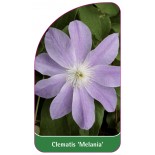 clematis-melania-0