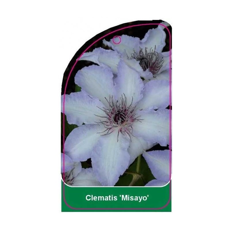 clematis-misayo-0