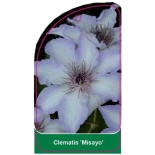 clematis-misayo-0