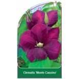 clematis-monte-cassino-a0