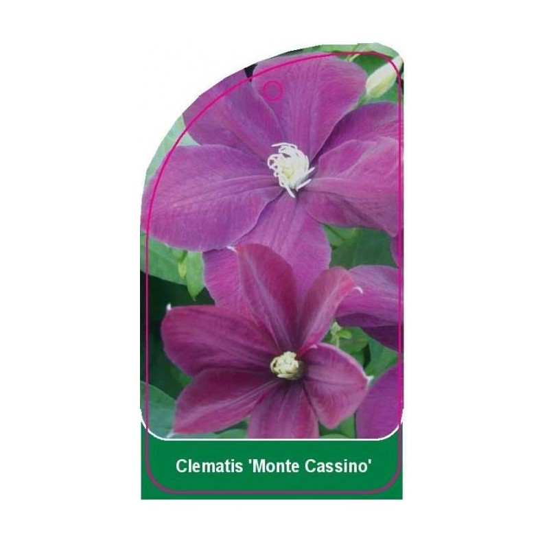 clematis-monte-cassino-1