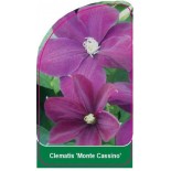 clematis-monte-cassino-1