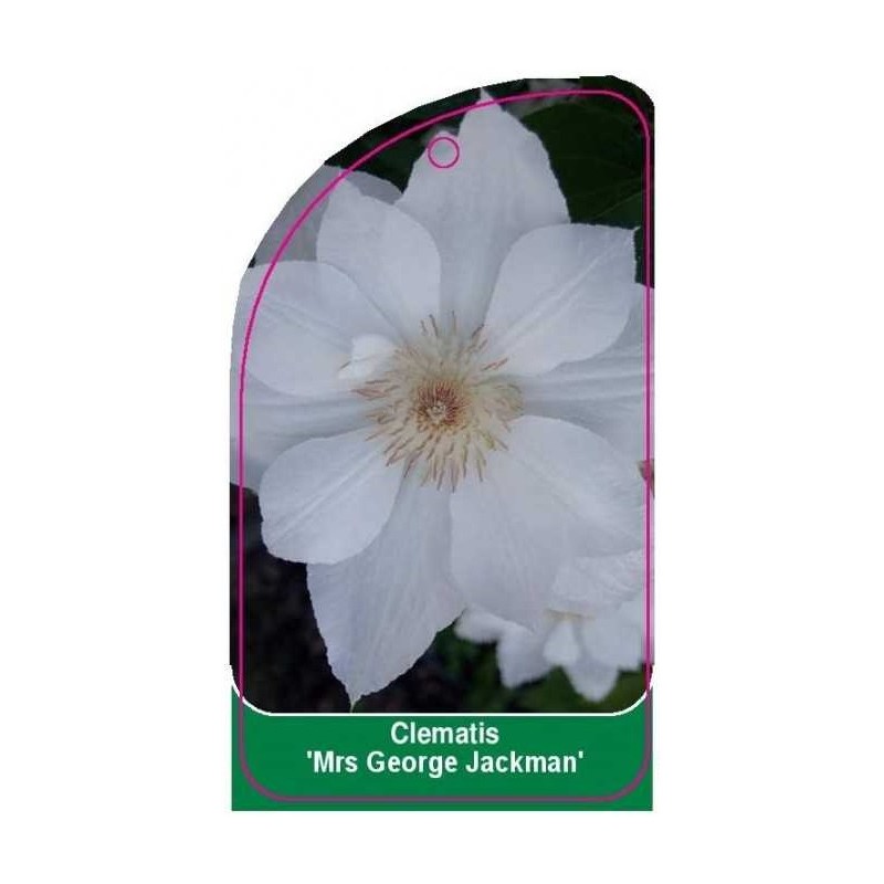 clematis-mrs-george-jackman-0