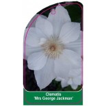 clematis-mrs-george-jackman-0