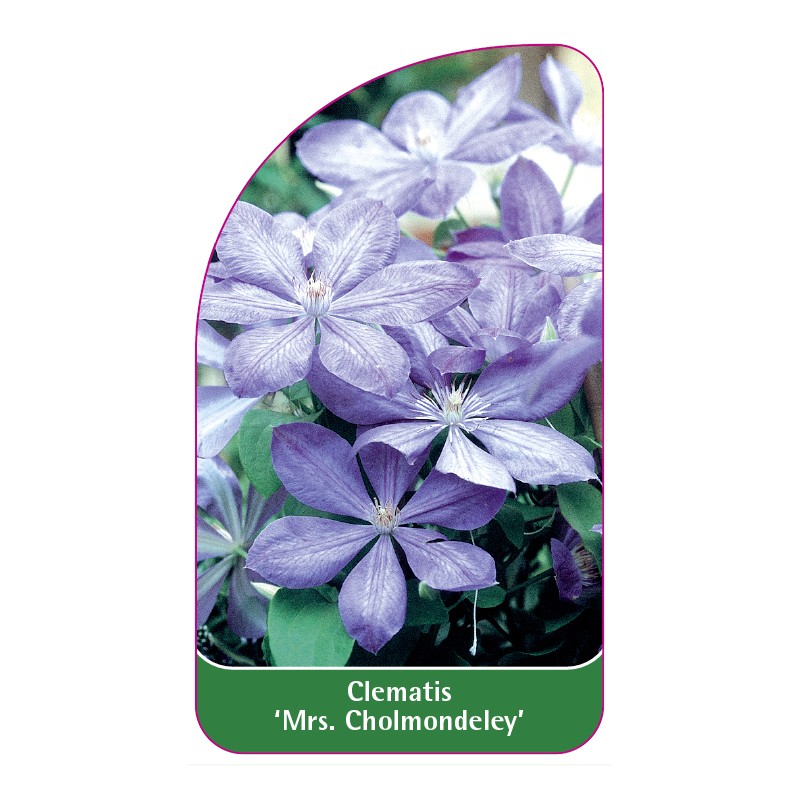 clematis-mrs-cholmondeley-a0