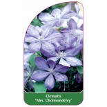 clematis-mrs-cholmondeley-a0