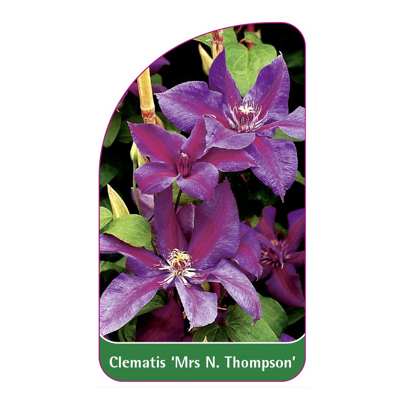 clematis-mrs-n-thompson-a0