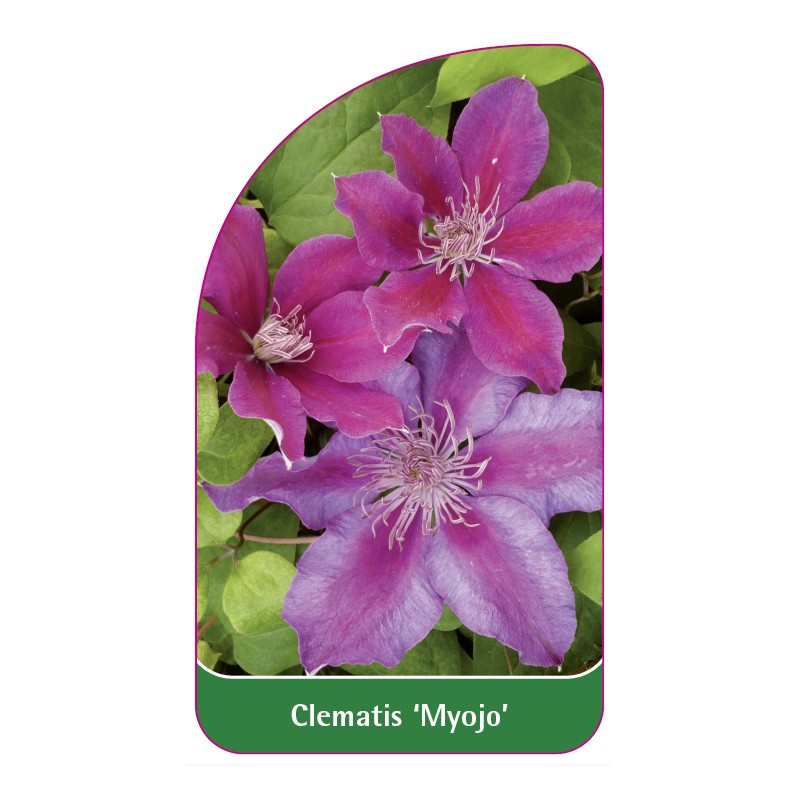 clematis-myojo-0