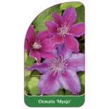 clematis-myojo-0