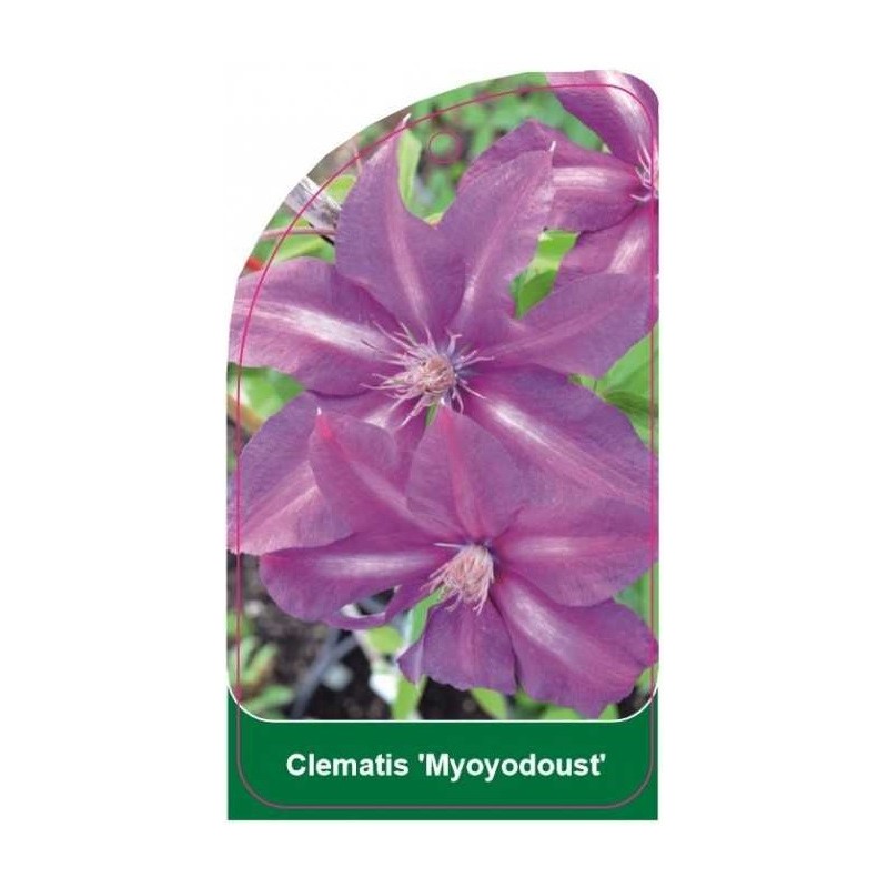 clematis-myoyodoust-0