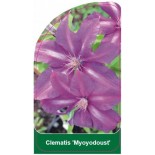 clematis-myoyodoust-0