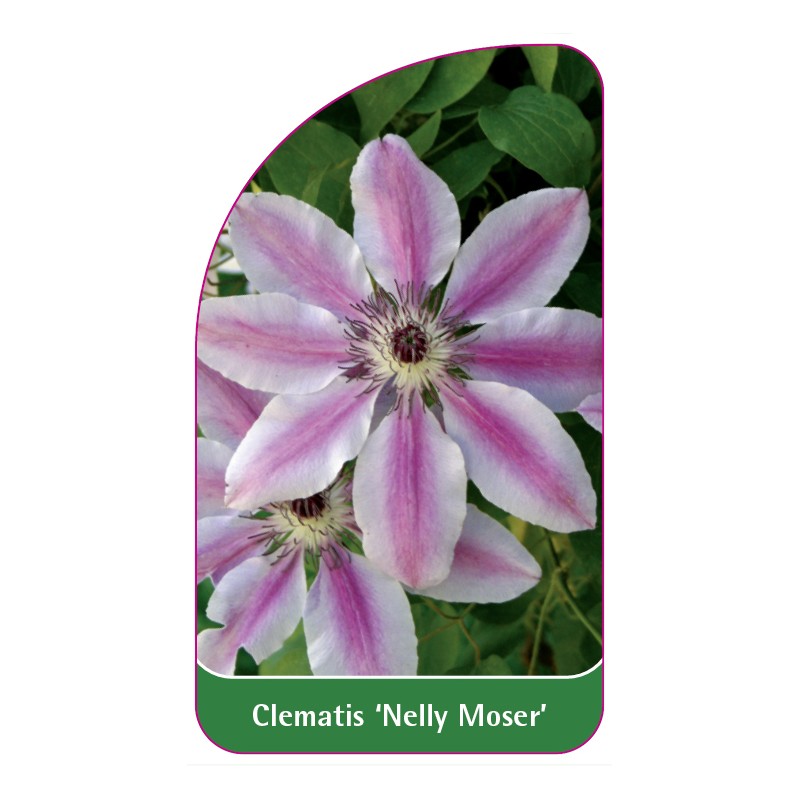 clematis-nelly-moser-a0