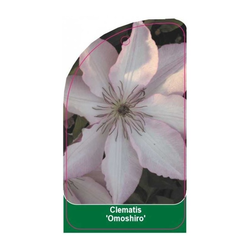 clematis-omoshiro-b0