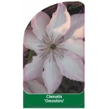 clematis-omoshiro-b0