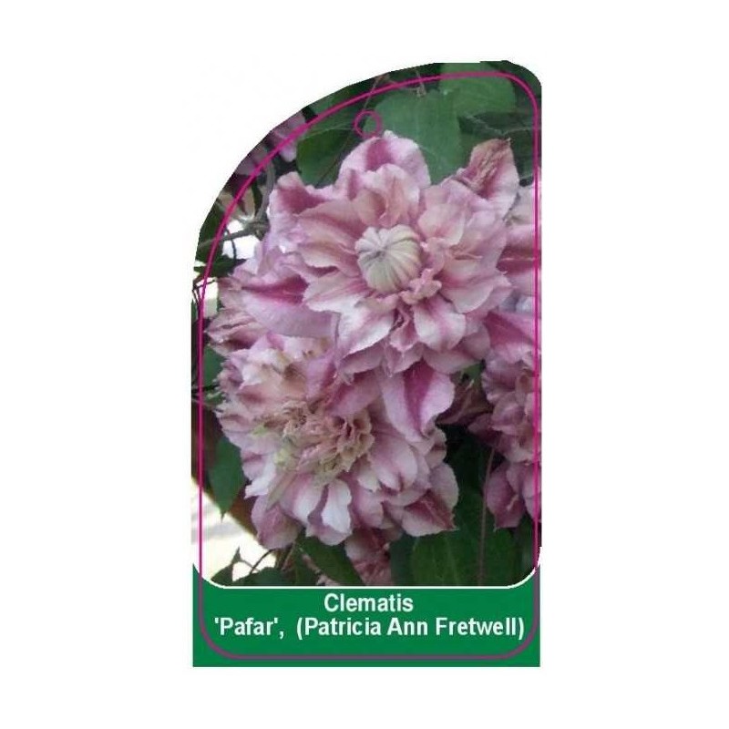 clematis-pafar-patricia-ann-fretwell-a0