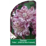 clematis-pafar-patricia-ann-fretwell-a0