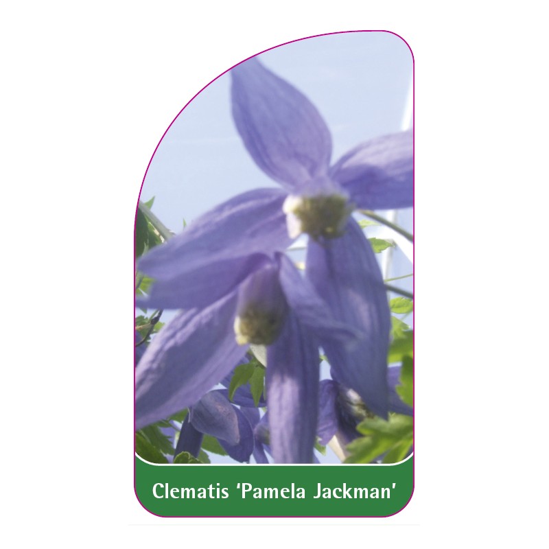 clematis-pamela-jackman-0