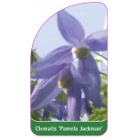 clematis-pamela-jackman-0