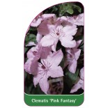 clematis-pink-fantasy-c0