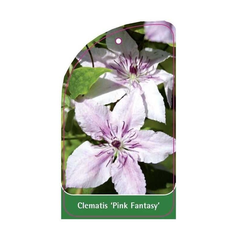 clematis-pink-fantasy-a0