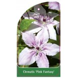 clematis-pink-fantasy-a0