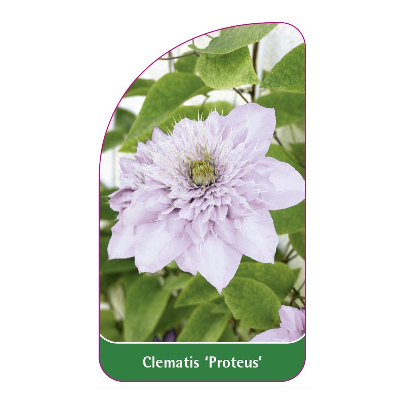 clematis-proteus-a0