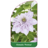 clematis-proteus-a0