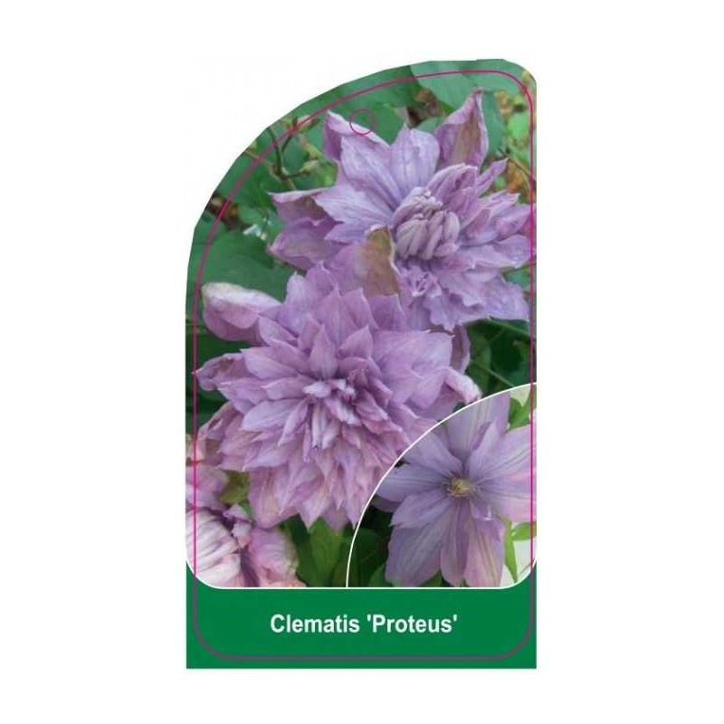 clematis-proteus-b0