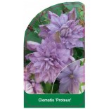 clematis-proteus-b0