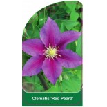 clematis-red-peard-0