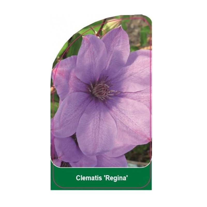 clematis-regina-b0