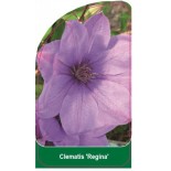 clematis-regina-b0