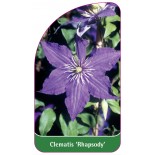 clematis-rhapsody-a0