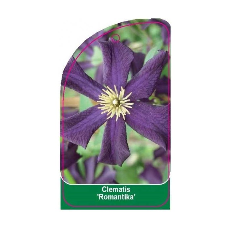 clematis-romantika-0