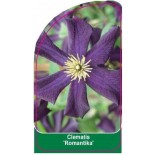 clematis-romantika-0