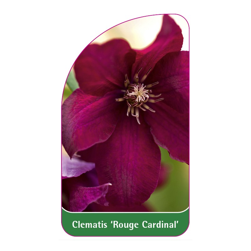 clematis-rouge-cardinal-b0