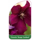 clematis-rouge-cardinal-b0