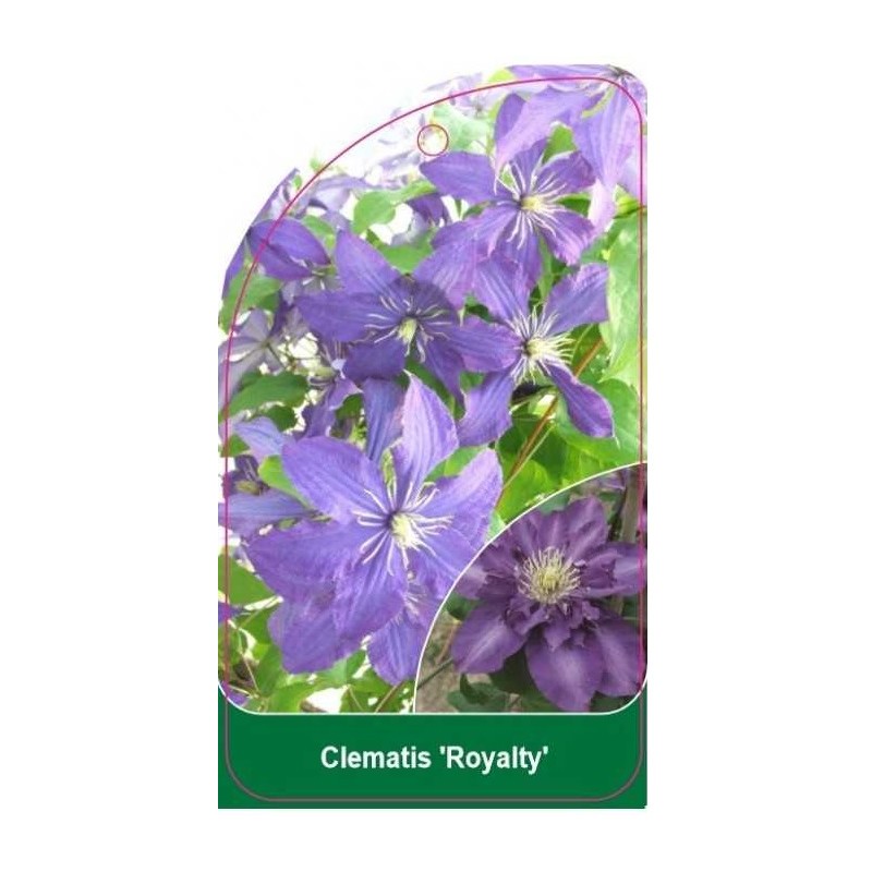 clematis-royalty-b0