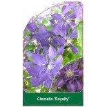 clematis-royalty-b0