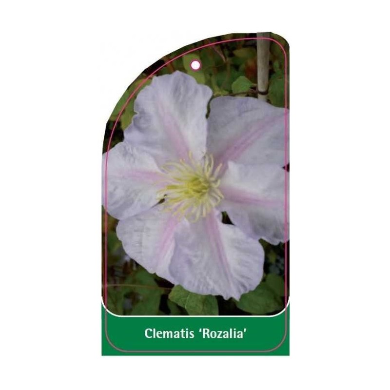 clematis-rozalia-a0