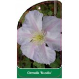 clematis-rozalia-a0