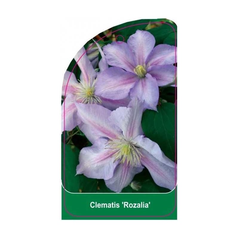 clematis-rozalia-b0