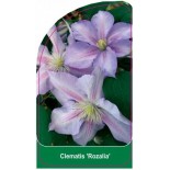 clematis-rozalia-b0