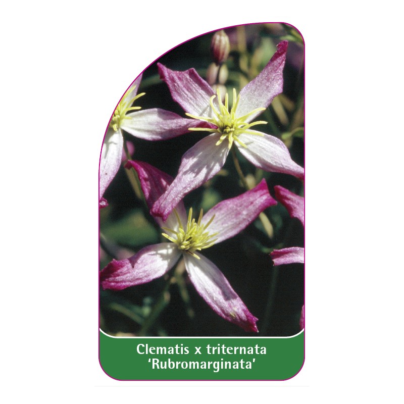 clematis-x-triternata-rubromarginata-0