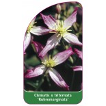 clematis-x-triternata-rubromarginata-0