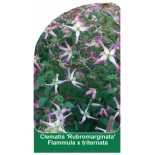 clematis-rubromarginata-flammula-x-triternata-a0