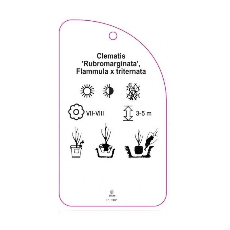 clematis-rubromarginata-flammula-x-triternata-a1