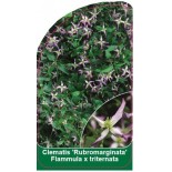 clematis-rubromarginata-flammula-x-triternata-b0